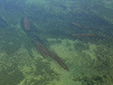 Garden Island aerial