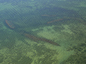 Garden Island aerial